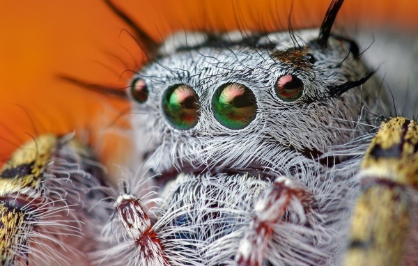 Так выглядит паук