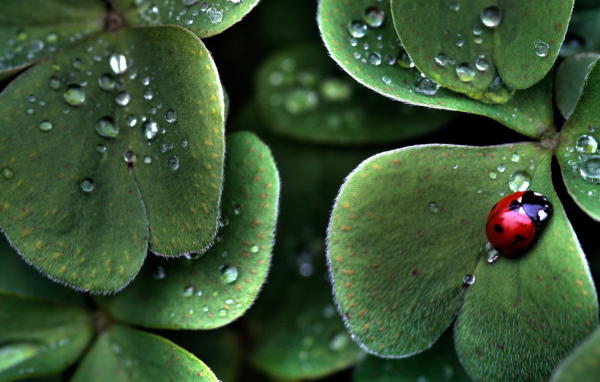 Божья коровка на пушистом листке