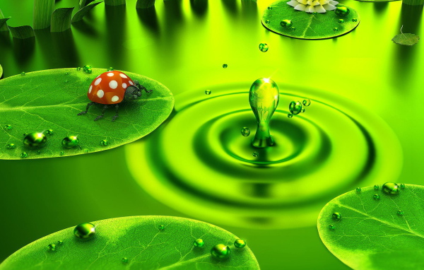 Божья коровка на водяном листке