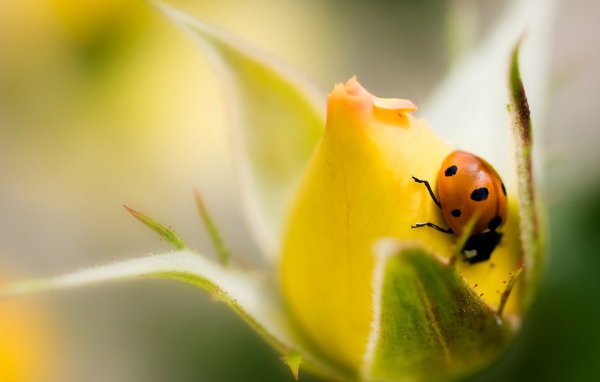 Божья коровка на бутоне желтой розы