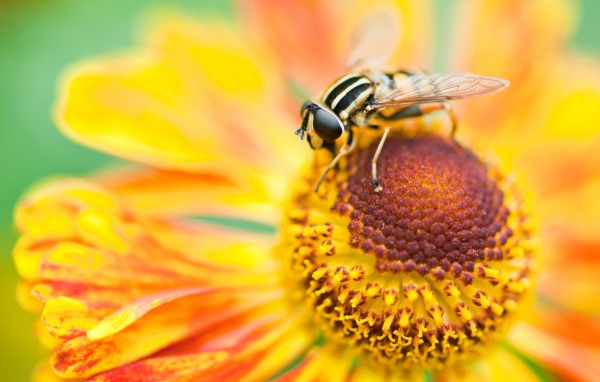 Макро фото мухи на цветке