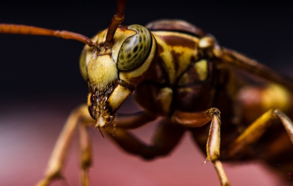 Макро фото насекомого