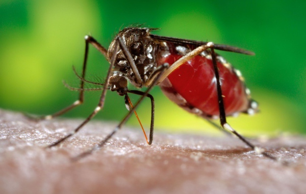 Комар сосет кровь