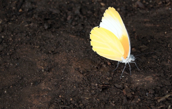 Оранжевая бабочка сидит на земле