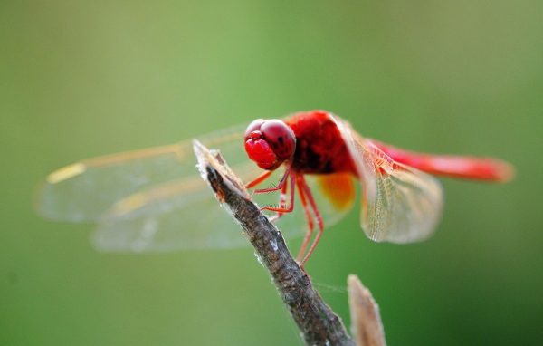 Красная стрекоза на ветке