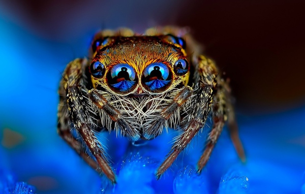 Отражение в глазах паука