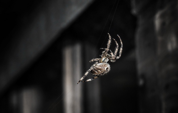 Паук ползет по своей паутине