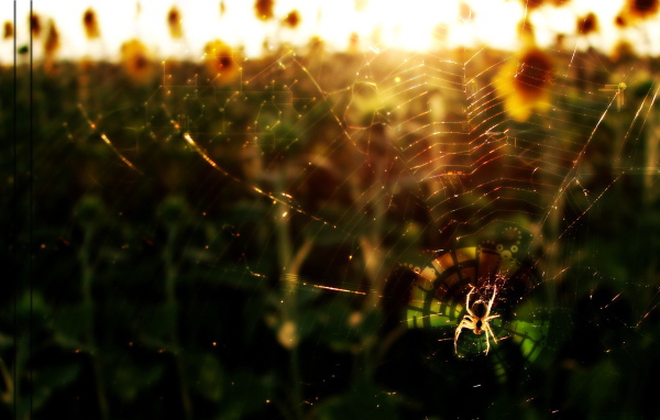 Паук в лучах солнца