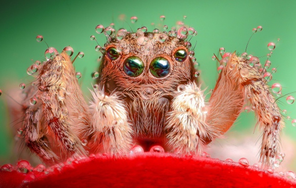Паук в воде