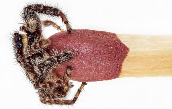 Паук на головке спички