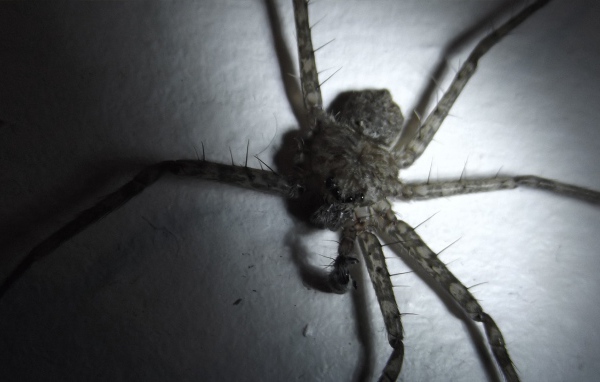 У паука не хватает лапок