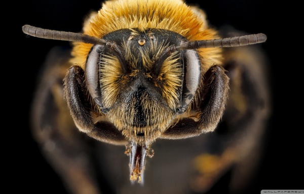 Ростки на голове насекомого