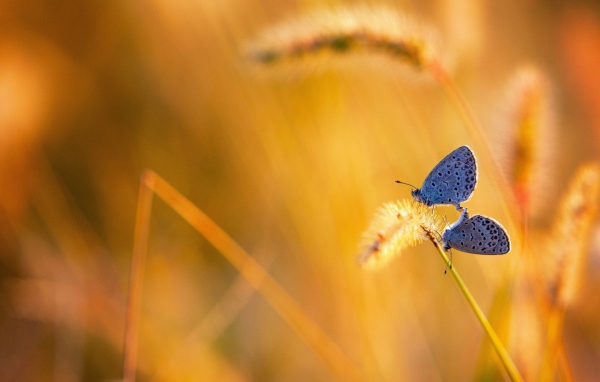 Две бабочки на колоске полевого растения