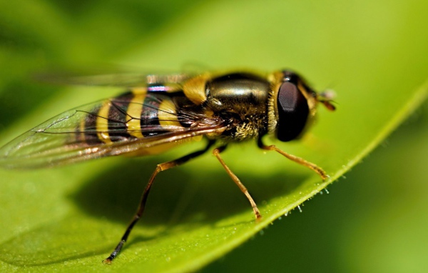 Оса на листе крупным планом