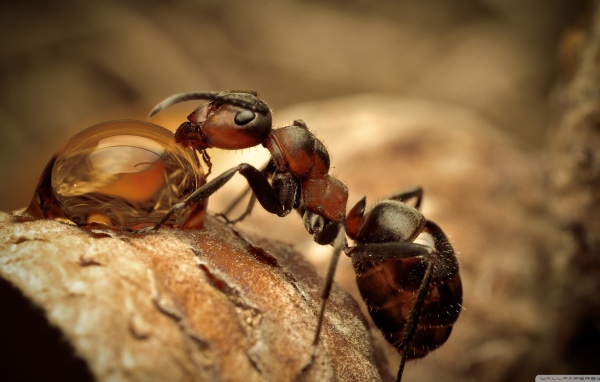 Муравей на водопое