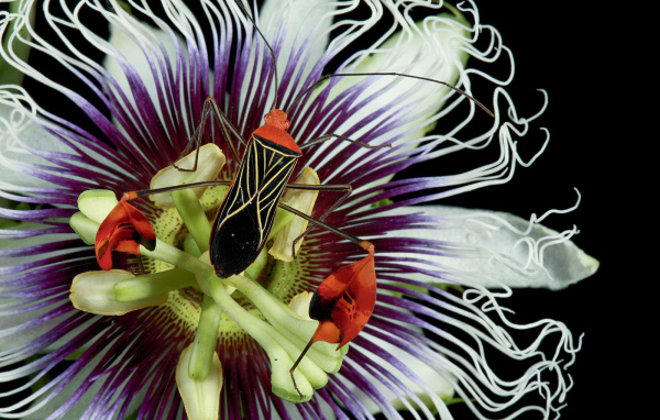 Красивый жук на цветке