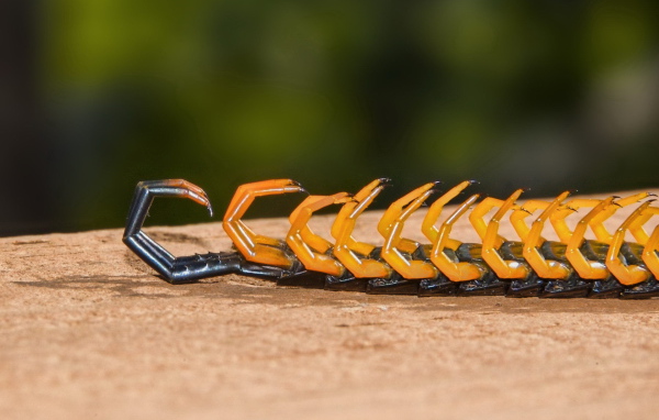 Мертвая сколопендра