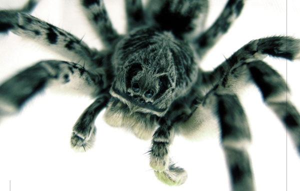 Страшный большой паук