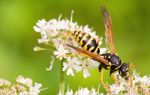 Оса на белом цветке