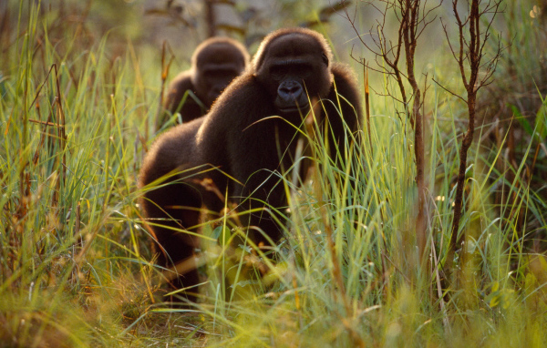 Гориллы прячутся в траве