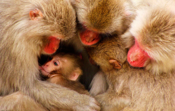 Дружная семья обезьян