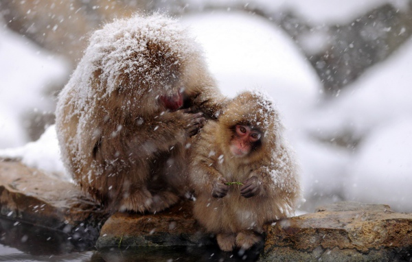 Японские макаки на снегу