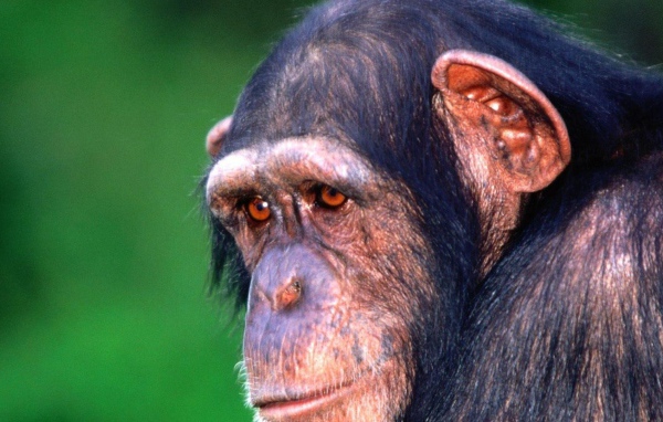 Грустная обезьяна шимпанзе