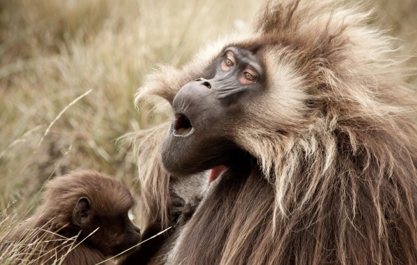 Соло для обезьяны