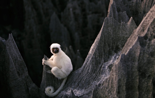 Белая обезьяна на скалах на Мадагаскаре