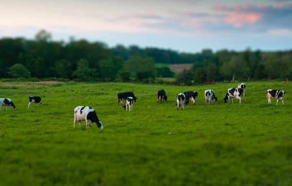 Стадо коров на пастбище