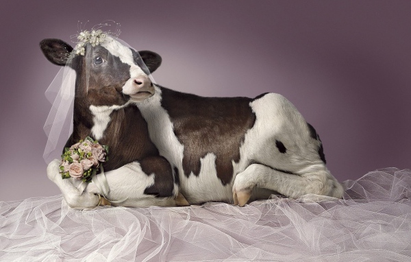 Корова в роли невесты