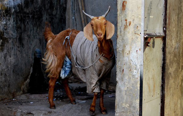 Козел в одежде