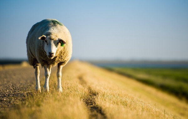 Овечка стоит на обочине дороги