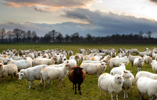 Одна черная овца