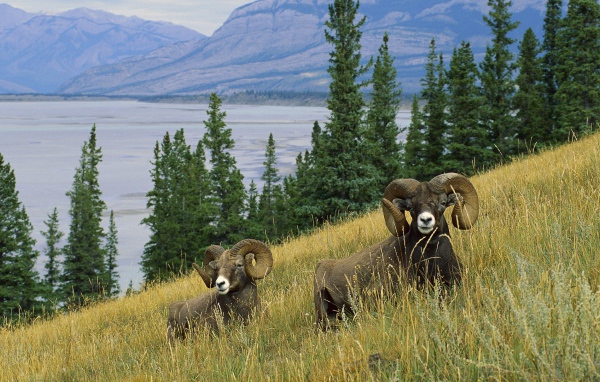 Два барана на склоне у озера