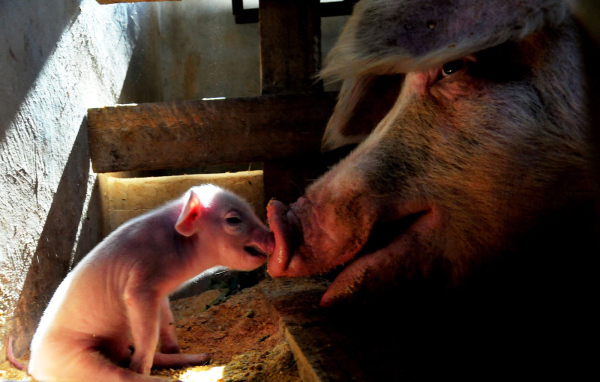 Свинья и поросенок