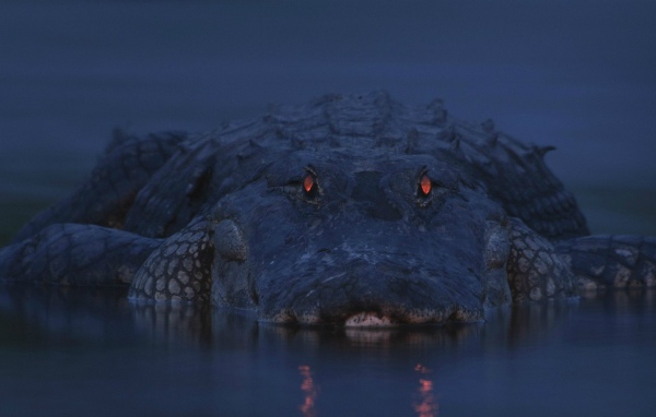 Аллигатор на берегу реки Мьякка