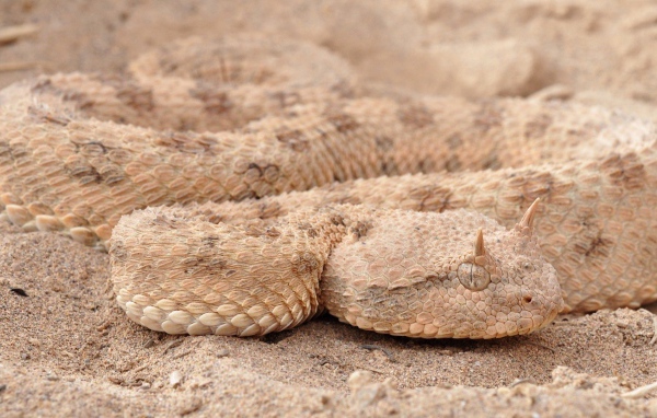 Змея рогатая гадюка