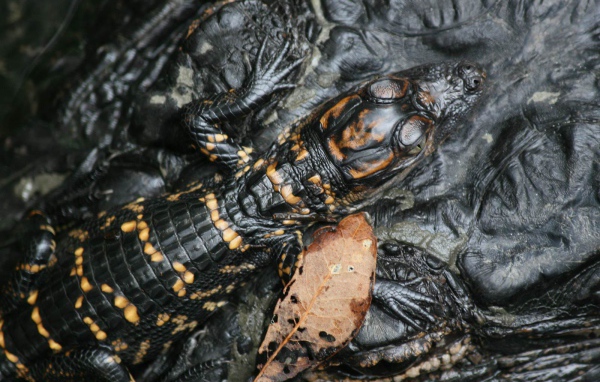 Маленький крокодил на голове мамы