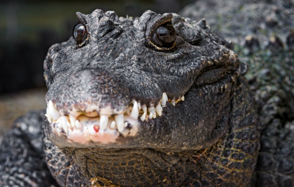 Nile crocodile teeth