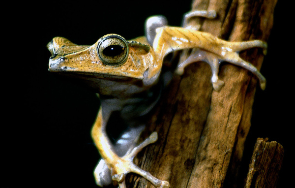 Древесная лягушка на ветке