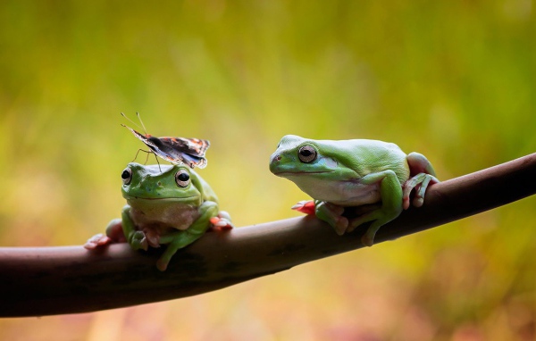 Две лягушки сидят на ветке