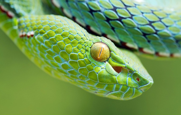 Желтый глаз зеленой змеи