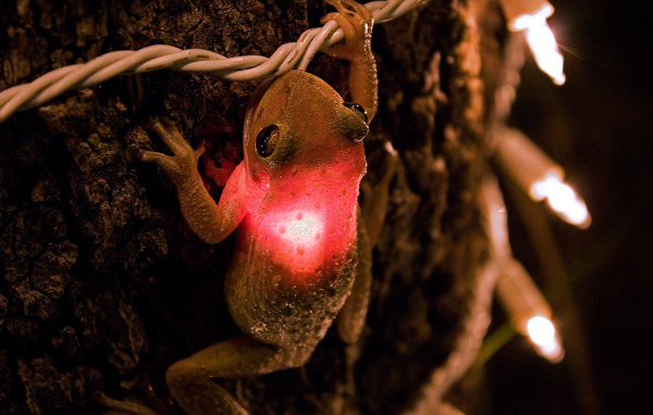 Лягушка проглотила лампочку