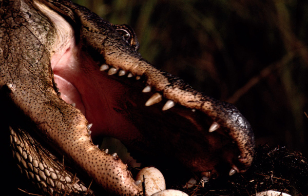 Заботливая мама крокодил