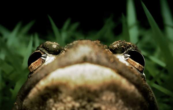 Портрет лягушки