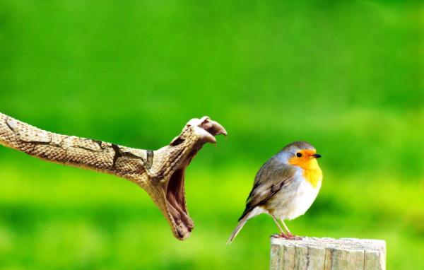 Змея ловит птицу