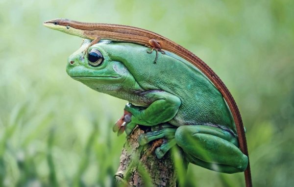 Ящерица верхом на лягушке