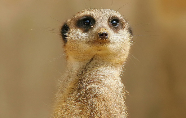 Внимательный взгляд суслика