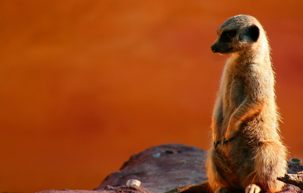 Суслик на посту